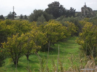 lle del Simeto-24-02-2013 12-32-46